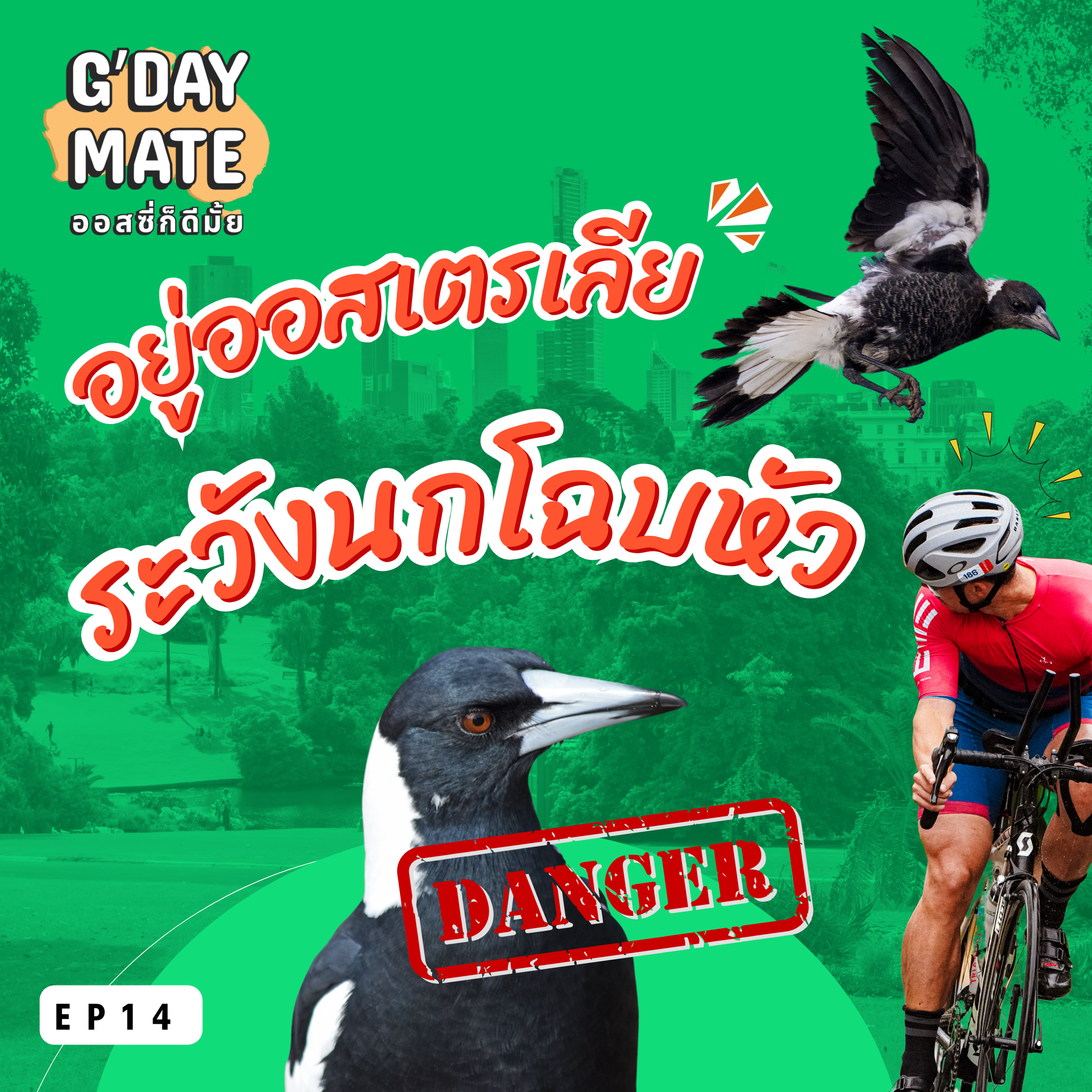 Magpie ออสเตรเลีย: เจ้าถิ่นสุดแสบ โฉบอันตราย ไม่ลืม! | G'Day Mate Ep16